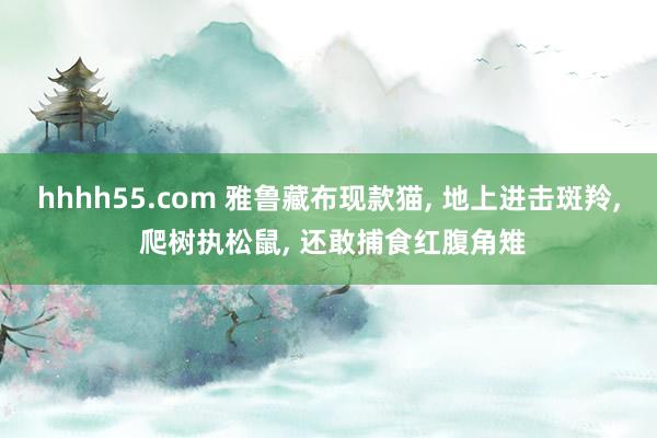 hhhh55.com 雅鲁藏布现款猫， 地上进击斑羚， 爬树执松鼠， 还敢捕食红腹角雉