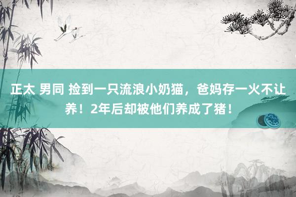 正太 男同 捡到一只流浪小奶猫，爸妈存一火不让养！2年后却被他们养成了猪！